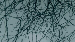 abstract image to symbolise nervous system regulation
