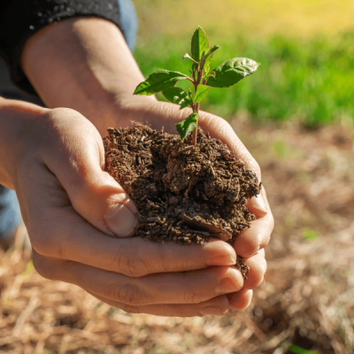 hand holding seedling as a metaphor for capacity building